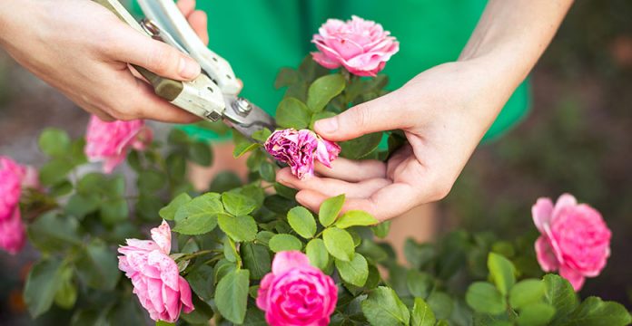 How to deadhead roses