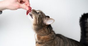 Can Cats Eat Raw Meat