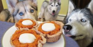 Can Dogs Have Pumpkin Pie