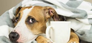 Can Dogs Drink Tea