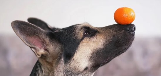 Can Dogs Eat Tangerines